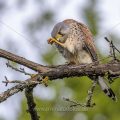 Turmfalke (Falco tinnunculus) Männchen bei der Gefiederpflege