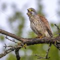 Turmfalke (Falco tinnunculus) Männchen bei Würgversuchen