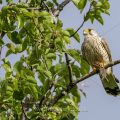 Turmfalke (Falco tinnunculus) Männchen mit Maus