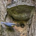 Kleiber (Sitta europaea) füttert Junge an der Höhle