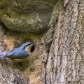 Kleiber (Sitta europaea) an der Höhle