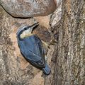 Kleiber (Sitta europaea) an der Höhle