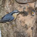 Kleiber (Sitta europaea) füttert Junge an der Höhle