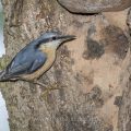 Kleiber (Sitta europaea) an der Höhle