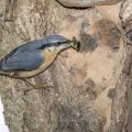 Kleiber (Sitta europaea) füttert Junge an der Höhle