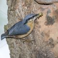 Kleiber (Sitta europaea) füttert Junge an der Höhle