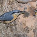 Kleiber (Sitta europaea) füttert Junge an der Höhle