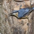 Kleiber (Sitta europaea)