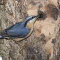 Kleiber (Sitta europaea) füttert Junge an der Höhle