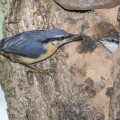 Kleiber (Sitta europaea) füttert Junge an der Höhle