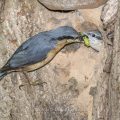 Kleiber (Sitta europaea) füttert Junge an der Höhle