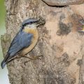Kleiber (Sitta europaea) füttert Junge an der Höhle