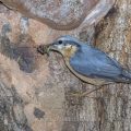 Kleiber (Sitta europaea) füttert Junge an der Höhle