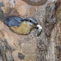 Kleiber (Sitta europaea) mit Kot der Jungen