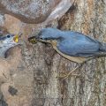Kleiber (Sitta europaea) füttert Junge an der Höhle