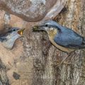 Kleiber (Sitta europaea) füttert Junge an der Höhle