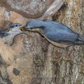 Kleiber (Sitta europaea) füttert Junge an der Höhle