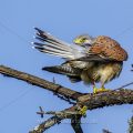 Turmfalke (Falco tinnunculus) Männchen bei der Gefiederpflege