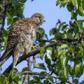Turmfalke (Falco tinnunculus) Weibchen bei der Gefiederpflege