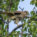 Turmfalke (Falco tinnunculus) Weibchen bei der Gefiederpflege