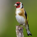 Stieglitz (Carduelis carduelis)