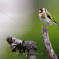 Stieglitz (Carduelis carduelis)