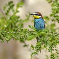 Bienenfresser (Merops apiaster)