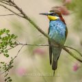 Bienenfresser (Merops apiaster)