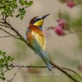 Bienenfresser (Merops apiaster)
