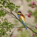 Bienenfresser (Merops apiaster)