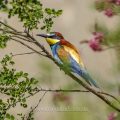 Bienenfresser (Merops apiaster)