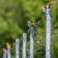 Bienenfresser (Merops apiaster)