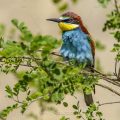 Bienenfresser (Merops apiaster)