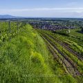 Weinberge bei Ihringen, Kaiserstuhl, Baden-Württemberg, Deutschland