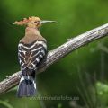 Wiedehopf (Upupa epops)