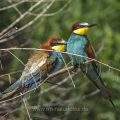 Bienenfresser (Merops apiaster)