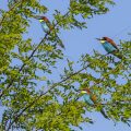Bienenfresser (Merops apiaster)