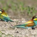 Bienenfresser (Merops apiaster)