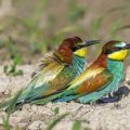 Bienenfresser (Merops apiaster)