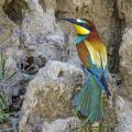 Bienenfresser (Merops apiaster)