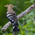 Wiedehopf (Upupa epops)