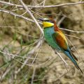 Bienenfresser (Merops apiaster)