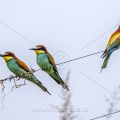 Bienenfresser (Merops apiaster)