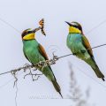 Bienenfresser (Merops apiaster)