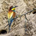 Bienenfresser (Merops apiaster)