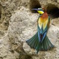 Bienenfresser (Merops apiaster)