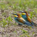 Bienenfresser (Merops apiaster)