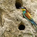 Bienenfresser (Merops apiaster)