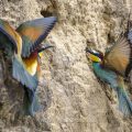Bienenfresser (Merops apiaster)