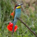Bienenfresser (Merops apiaster)